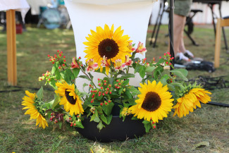 Sonnenblumen